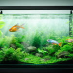 Viviers en aquarium pour soigner et protéger vos poissons