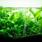 Aquarium planté sans substrat : guide complet pour réussir