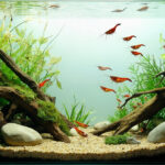 Crevette eau douce aquarium: guide complet pour un écosystème équilibré