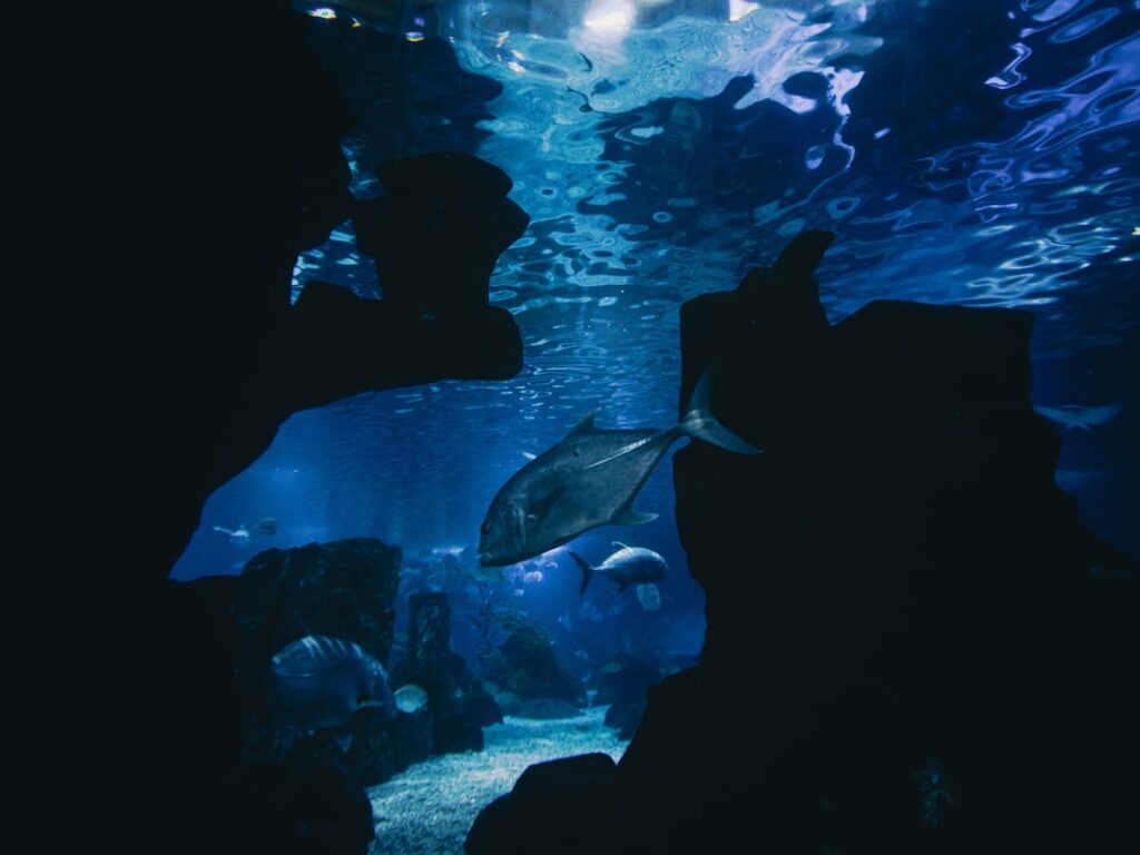 un poisson nage dans l'eau dans un aquarium