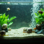 Aquarium pour escargot : aménager, élever et contrôler la population