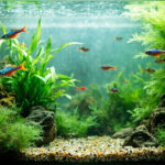 Aquarium d'eau douce froide : espèces et conseils pratiques