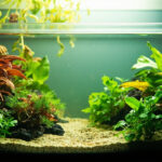 Durée d'éclairage idéale pour aquarium planté