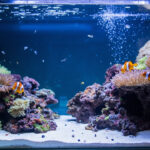 Réussir son premier aquarium d'eau de mer