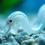Vers blanc dans l'aquarium : identification et gestion