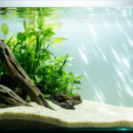 Est-il obligatoire de mettre du sable dans un aquarium ?