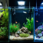 Quel budget prévoir pour un aquarium : eau douce, récifal et low-tech